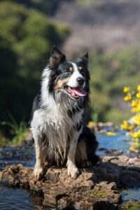 Epic Adventures for Your Dog’s Bucket List
