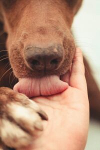 Quality Time: Why Your Dog Just Wants to Be Near You