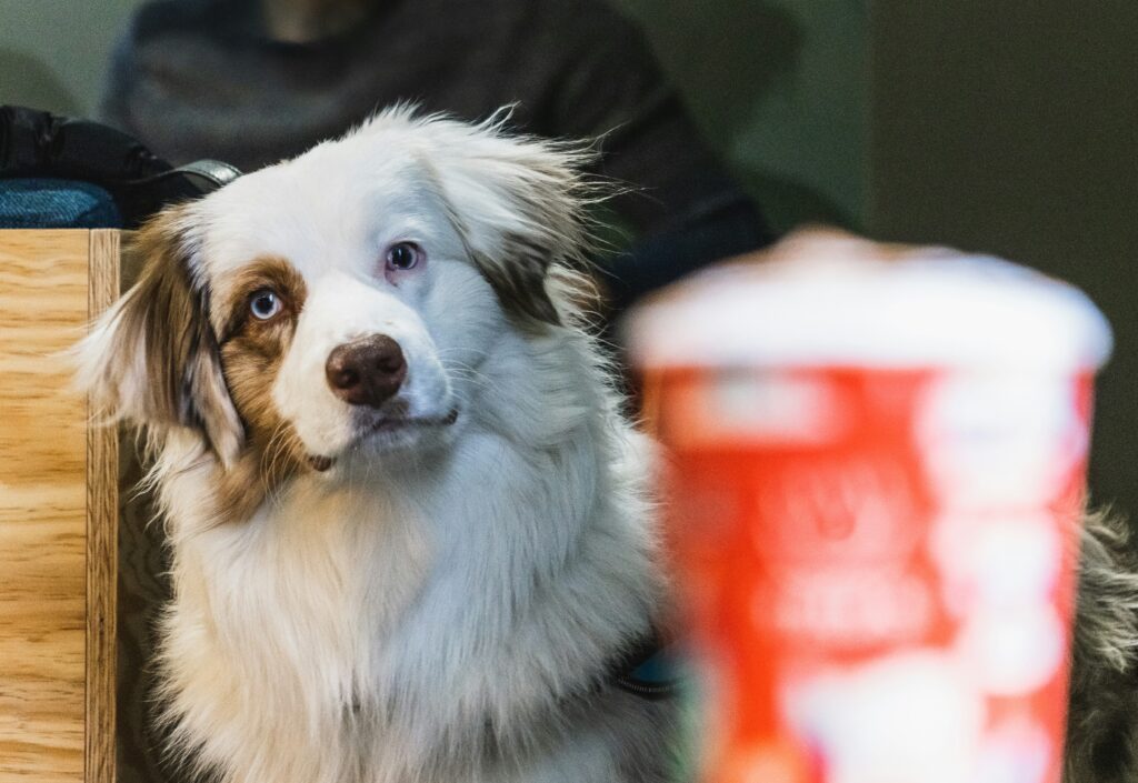 Unlocking Problem-Solving Skills in Dogs