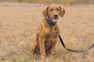 Guiding Lights: Service Dogs Who Change Lives