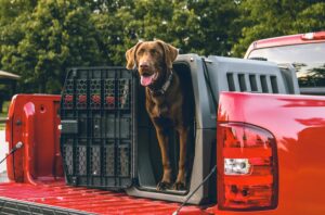 Guiding Lights: Service Dogs Who Change Lives