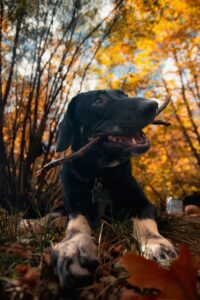 Halloween Safety for Dogs in Fall