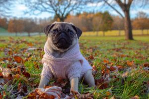 Grooming and Paw Care in Winter