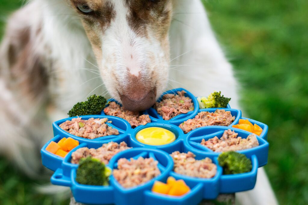 Best Foods for Dogs with Allergies