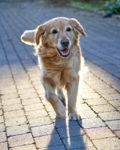 Stormy Weather: Helping Dogs Manage Anxiety