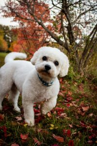 Halloween Safety for Dogs in Fall