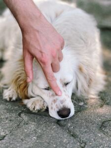 Senior Support: Caring for Aging Joints with Compassion