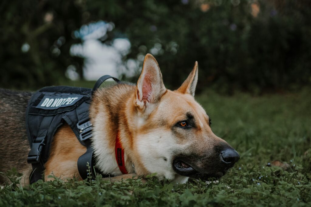 Guiding Lights: Service Dogs Who Change Lives