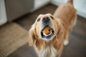 Best Foods for Dogs with Allergies
