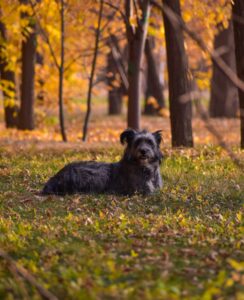 Moldy Leaves and Fall Allergies in Dogs
