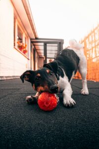 Rain or Shine: Indoor Play Ideas Every Dog Will Love