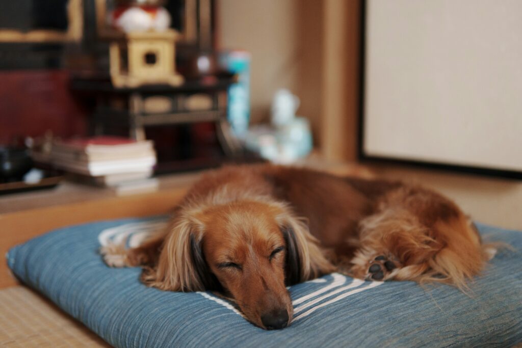 Dreams and Whimpers: What Dogs Experience During Sleep