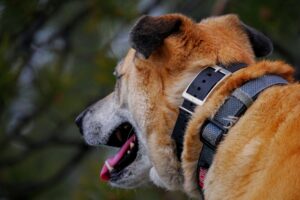 Versatility for Every Dog: From Sensitive to Stubborn
