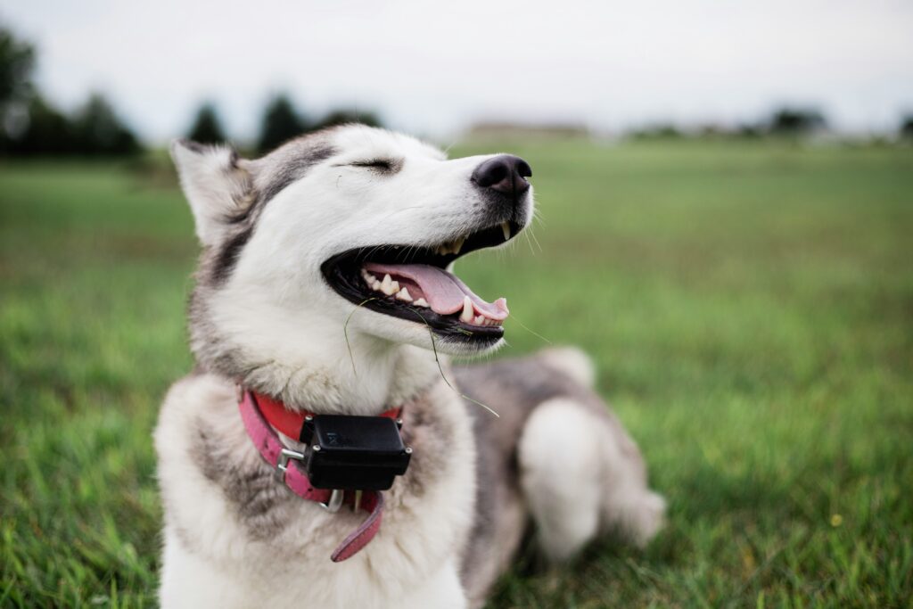 Versatility for Every Dog: From Sensitive to Stubborn