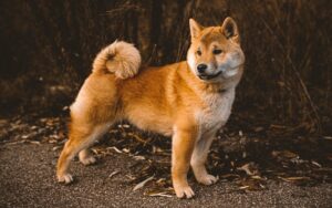 Halloween Safety for Dogs in Fall