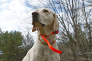 Versatility for Every Dog: From Sensitive to Stubborn