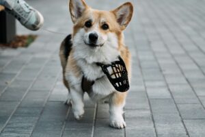 Versatility for Every Dog: From Sensitive to Stubborn