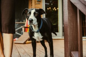 Senior Support: Caring for Aging Joints with Compassion
