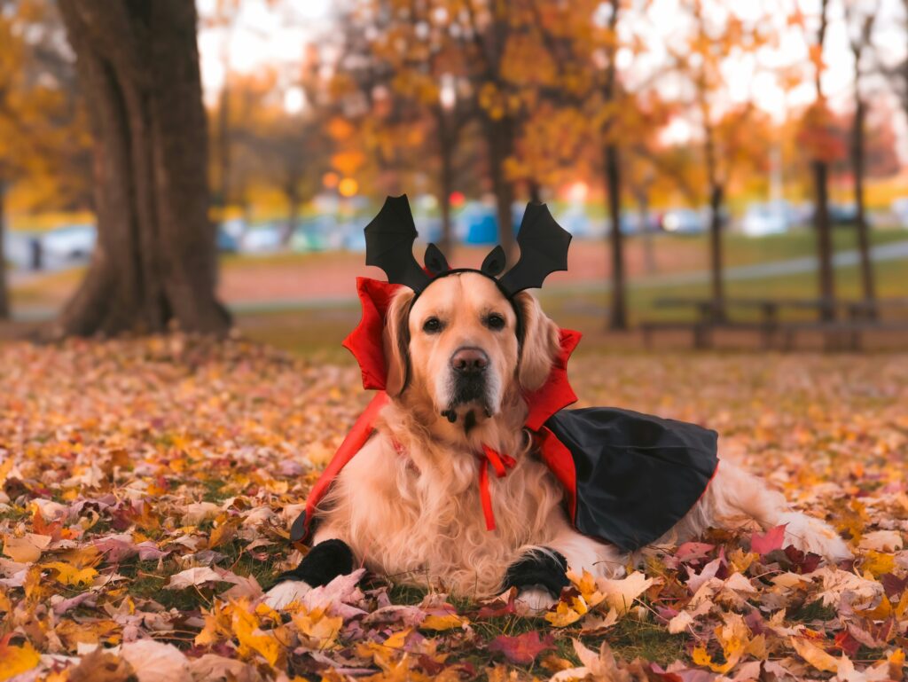 Halloween is all about the treats, and while candy is off-limits for dogs, that doesn’t mean your pup has to miss out on the fun! With some creativity, you can whip up festive, safe snacks that make your dog feel part of the celebration.

Why Human Candy is Dangerous for Dogs

Before diving into what dogs can enjoy, it’s important to know what they can’t.

Chocolate: Toxic to dogs and should always be avoided.

Xylitol: A sugar substitute found in some candy and gum that is extremely dangerous for pets.

Hard Candy & Wrappers: Choking hazards or causes of digestive blockages.

Knowing this, Halloween dog treats should be made with dog-friendly ingredients only.

Store-Bought Festive Options

Many pet stores release Halloween-themed treats in October, shaped like pumpkins, bats, or ghosts. These are a quick, easy way to let your pup enjoy the holiday. Just check labels for natural ingredients and avoid unnecessary additives.

DIY Halloween Treat Ideas for Dogs

Want to make your own spooky snacks? Here are some easy and festive recipes:

1. Pumpkin Paws

Ingredients: canned pumpkin (plain), oat flour, and peanut butter.

Instructions: Mix, roll into small paw shapes, and bake at 350°F for 20 minutes.

2. Banana Ghost Bites

Ingredients: banana slices dipped in plain, unsweetened yogurt.

Instructions: Freeze until solid for a refreshing ghostly snack.

3. Sweet Potato Chews

Slice sweet potatoes into thin strips and bake at a low temperature until chewy. A healthy, long-lasting treat!

4. Apple “Jack-O-Lanterns”

Scoop out apple slices (seeds removed!) and fill with plain pumpkin puree for a festive and healthy snack.

Fun Presentation for Pup Parties

If you’re hosting a Halloween gathering with other dogs, consider a “treat table” just for pups! Serve goodies in small cauldrons or pumpkin-shaped bowls. Add safe, spooky décor (no candles or choking hazards) for an extra festive vibe.

Don’t Forget Hydration

All that excitement from trick-or-treating or playing in costume can make dogs thirsty. Set out bowls of fresh water alongside the treats—bonus points for serving it in a Halloween-themed bowl.

Safe, Festive, and Fun

Halloween doesn’t have to be candy-only. With the right treats, your dog can be included in the fun while staying safe and healthy. Whether you buy festive snacks or make your own, your pup will love being part of the spooky celebration.
