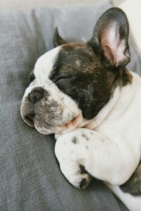 Dreams and Whimpers: What Dogs Experience During Sleep
