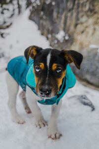 Grooming and Paw Care in Winter