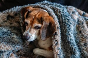 Grooming and Paw Care in Winter