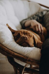Dreams and Whimpers: What Dogs Experience During Sleep