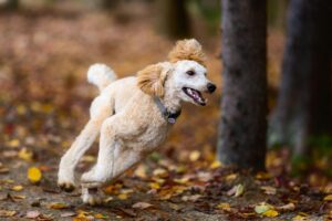 🍂 Fall Fun with Your Dog in Manhattan, NY