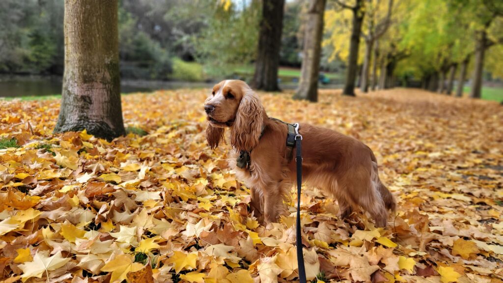 🍂 Fall Fun with Your Dog in Manhattan, NY