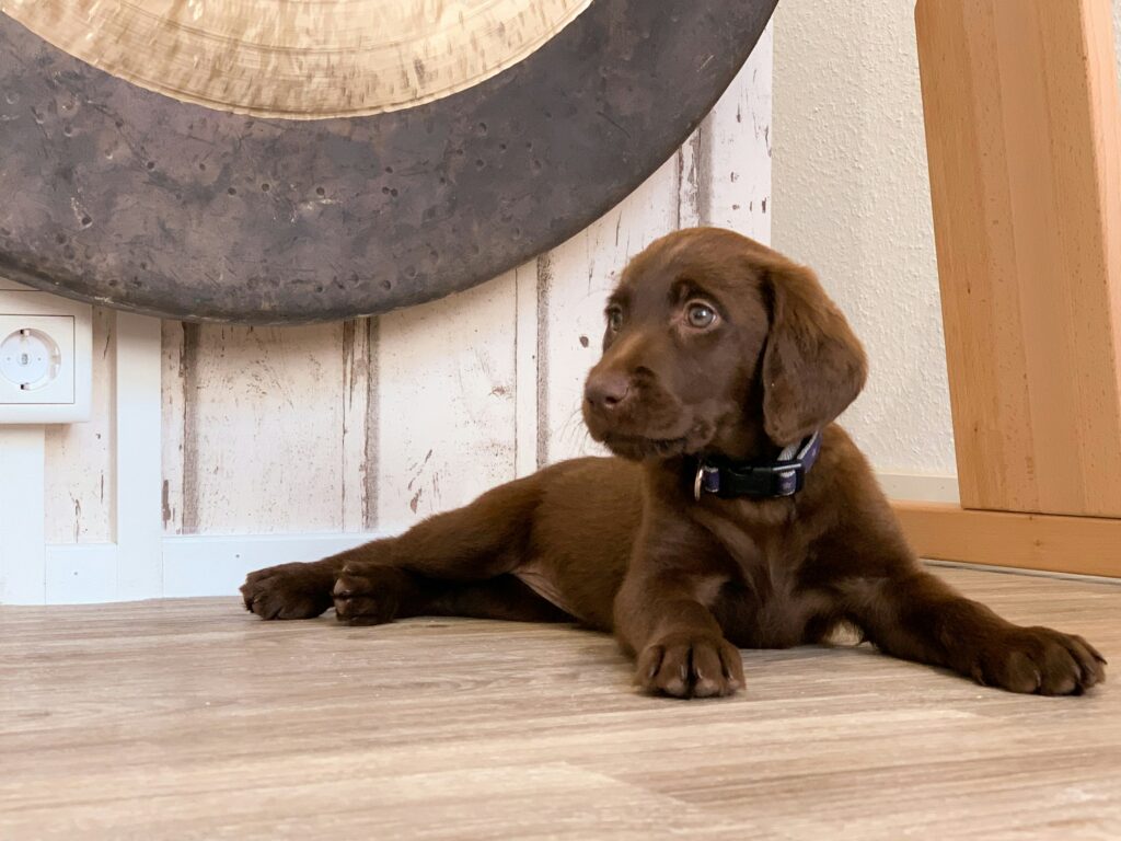 Stormy Weather: Helping Dogs Manage Anxiety
