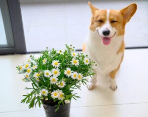 Stormy Weather: Helping Dogs Manage Anxiety