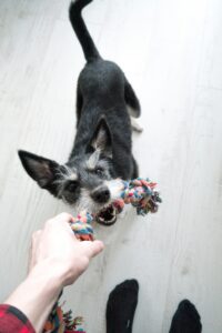 Rain or Shine: Indoor Play Ideas Every Dog Will Love