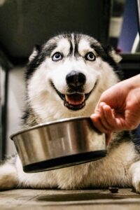Best Foods for Dogs with Allergies
