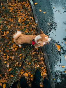 🍂 Fall Fun with Your Dog in Manhattan, NY