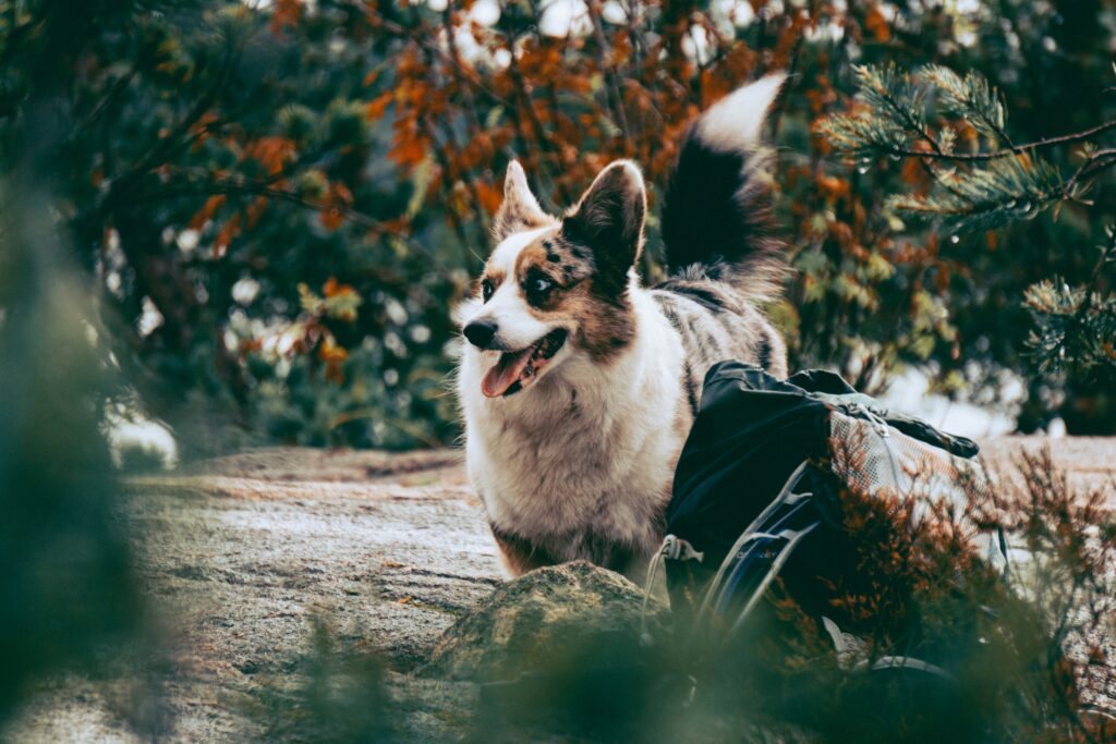 Moldy Leaves and Fall Allergies in Dogs