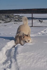 Frosty Fetch: Winter’s Ultimate Game of Chase