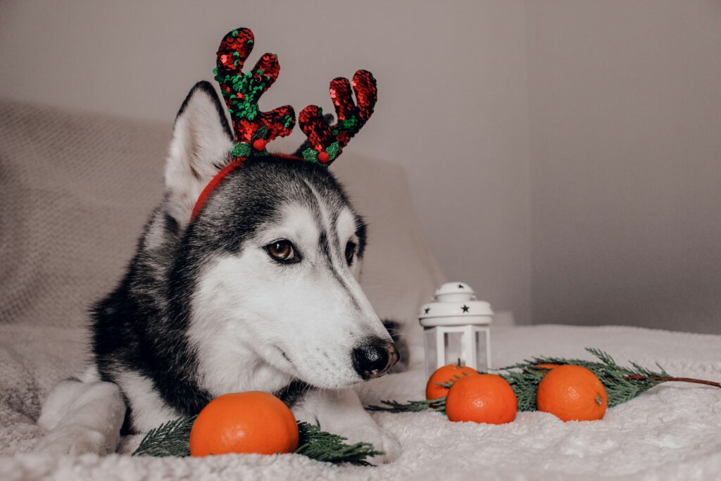 Santa’s Sweet Potato & Cranberry Biscuits