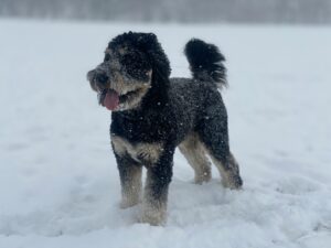 Frosty Fetch: Winter’s Ultimate Game of Chase