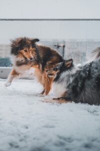 New York City Area: December Events for Dogs