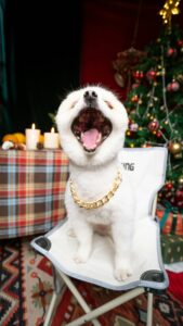 Santa’s Sweet Potato & Cranberry Biscuits