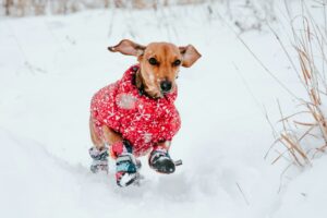 New York City Area: December Events for Dogs