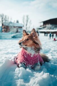 Dog-Friendly Winter Events in New York City