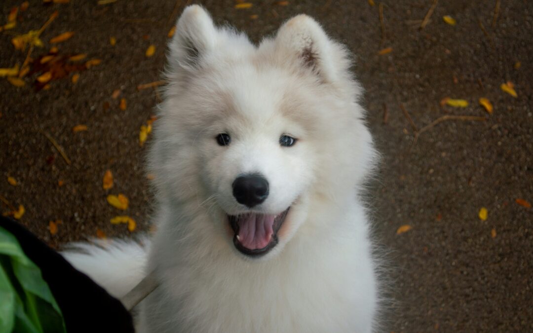 Exposure Done Right Builds Better Dogs