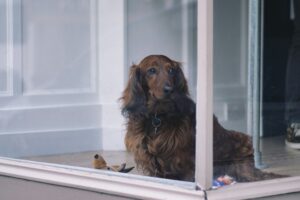 Exposure Done Right Builds Better Dogs