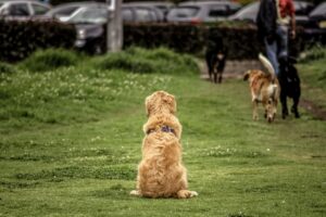Does Your Dog Struggle to Settle Down?