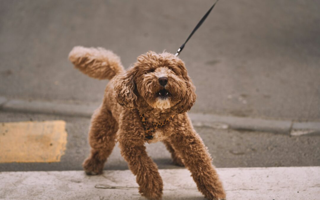 Does Your Dog Struggle to Settle Down?