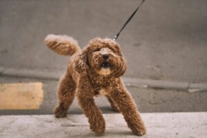 Does Your Dog Struggle to Settle Down?