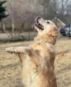 Why Consistency Matters With Jumping