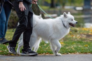 How Leash Pressure and Handler Behavior Can Influence Reactivity on Walks
