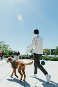 How Leash Pressure and Handler Behavior Can Influence Reactivity on Walks